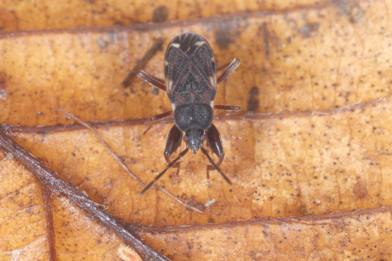 Eremocoris podagricus (Fabricius, 1775)