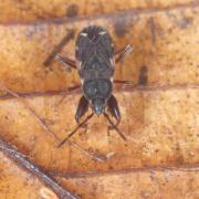 Eremocoris podagricus (Fabricius, 1775)