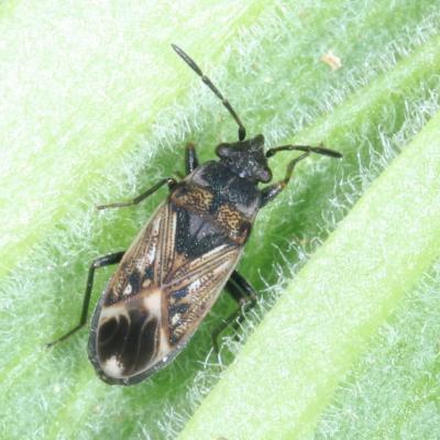 Peritrechus lundii (Gmelin, 1790)