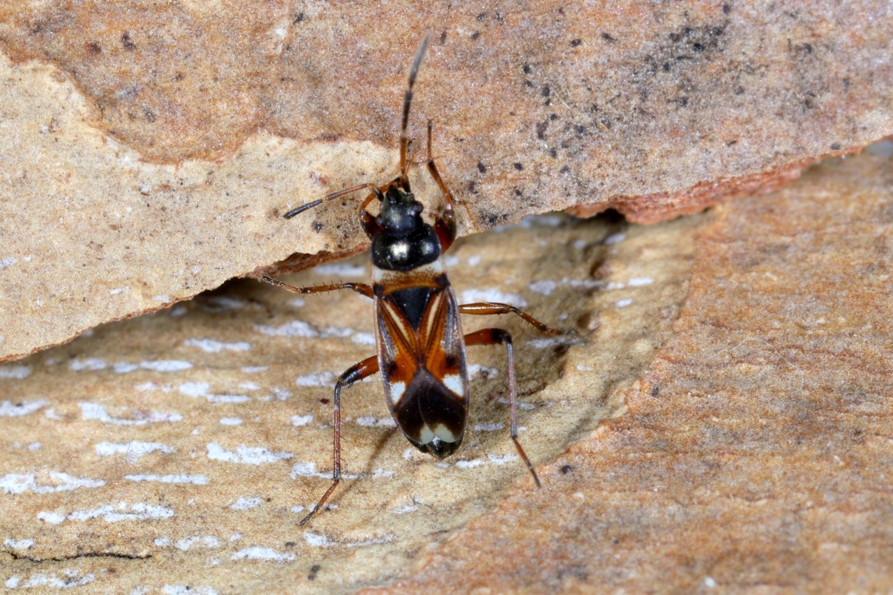 Raglius alboacuminatus (Goeze, 1778)