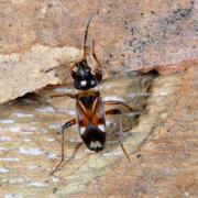 Raglius alboacuminatus (Goeze, 1778)