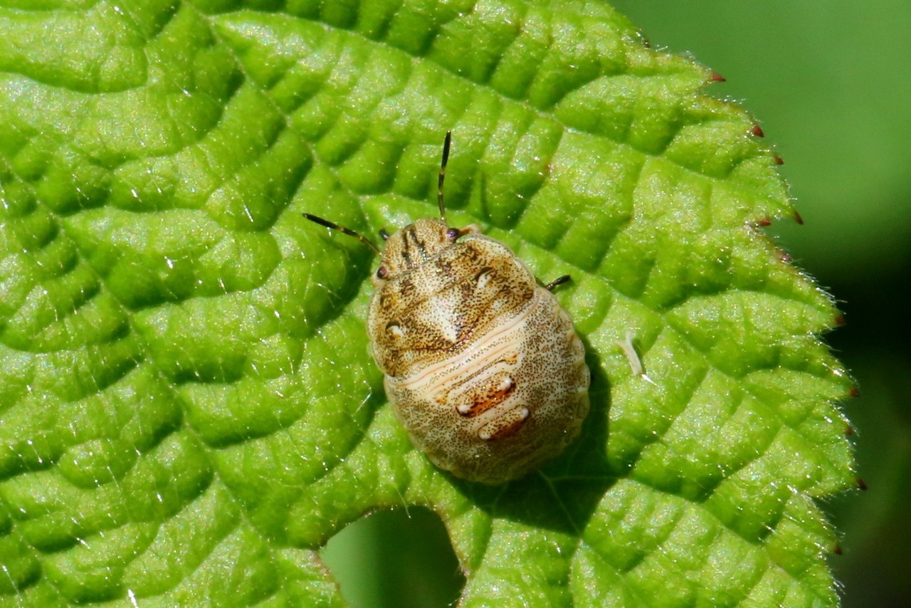 Eurygaster maura (Linnaeus, 1758) - Punaise des Céréales (juvénile) 