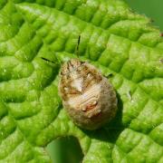 Eurygaster maura (Linnaeus, 1758) - Punaise des Céréales (juvénile) 