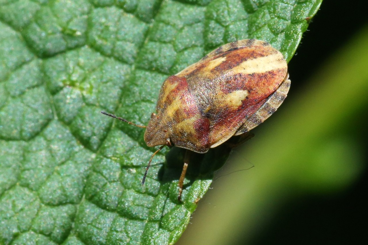 Eurygaster testudinaria (Geoffroy, 1785) - Punaise Tortue brune