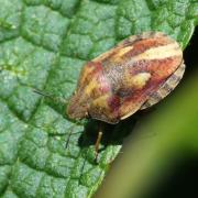 Eurygaster testudinaria (Geoffroy, 1785) - Punaise Tortue brune