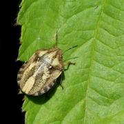 Eurygaster testudinaria (Geoffroy, 1785) - Punaise Tortue brune