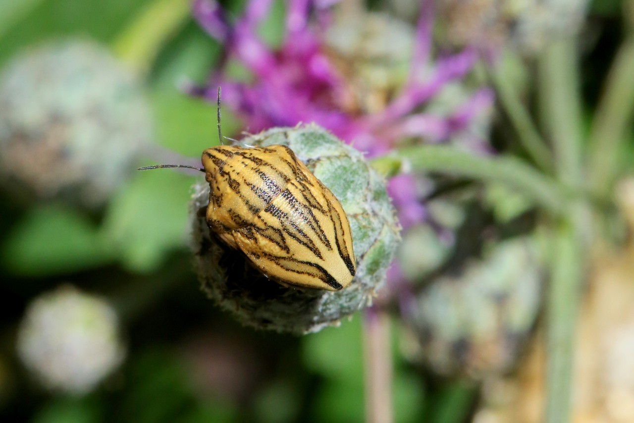 Odontotarsus purpureolineatus (Rossi, 1790) 