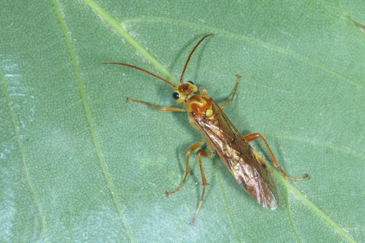 Tenthredopsis nassata (Linnaeus, 1767) - Mouche-à-scie fauve à point jaune (femelle) 