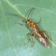 Tenthredopsis nassata (Linnaeus, 1767) - Mouche-à-scie fauve à point jaune (femelle) 