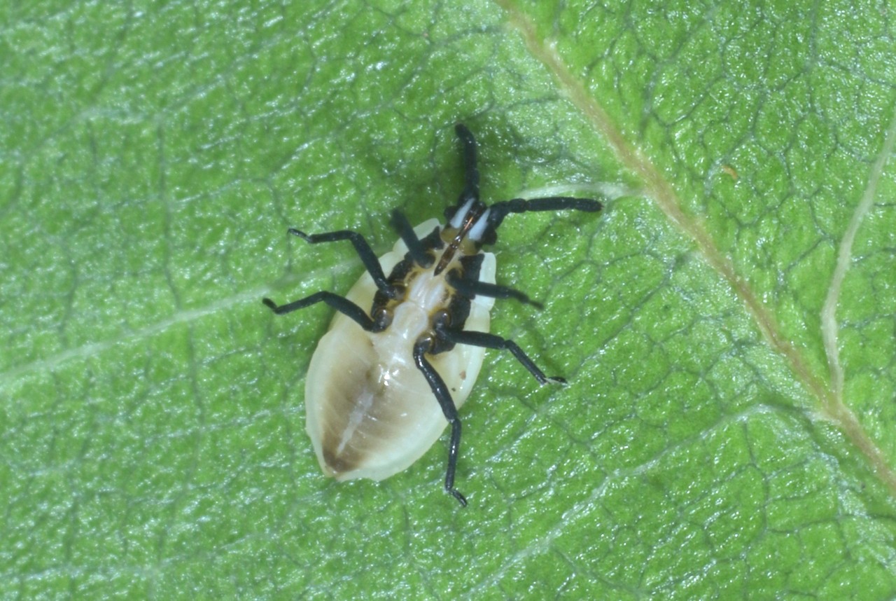 Catoplatus carthusianus (Goeze, 1778) (larve stade V) - Tigre des Panicauts