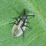 Catoplatus carthusianus (Goeze, 1778) (larve stade V) - Tigre des Panicauts