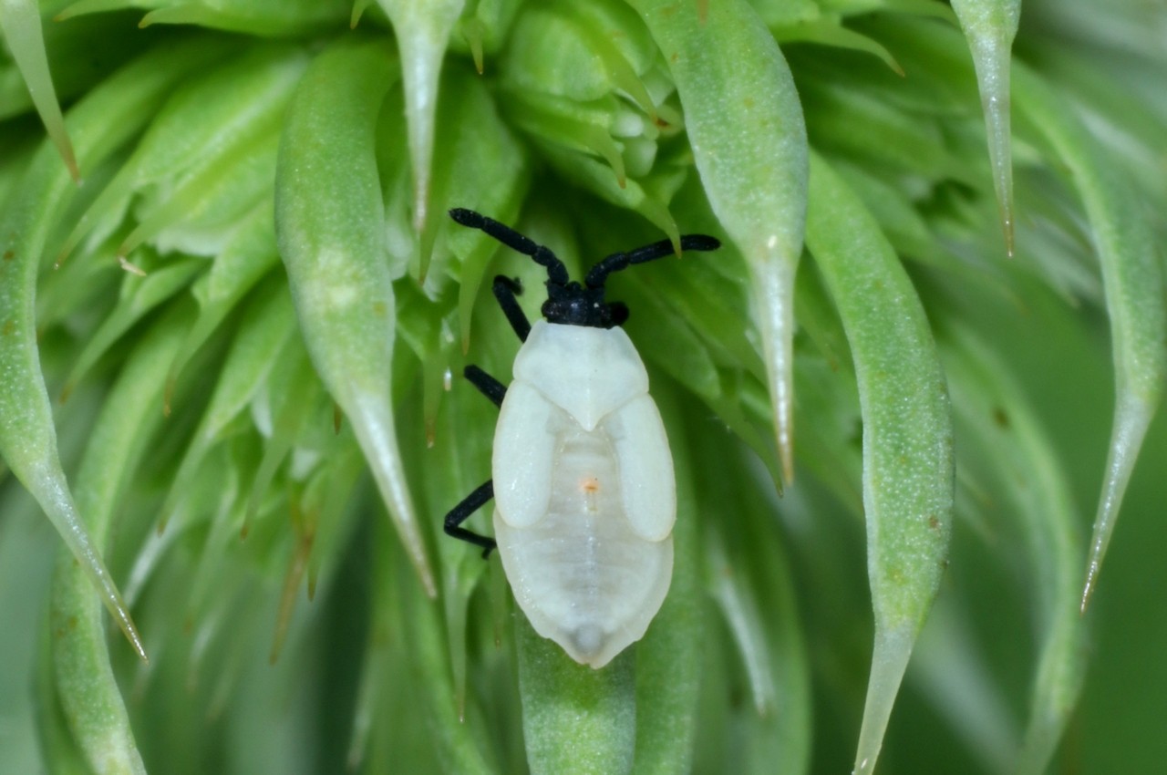 Catoplatus carthusianus (Goeze, 1778) (larve stade V) - Tigre des Panicauts