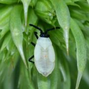 Catoplatus carthusianus (Goeze, 1778) (larve stade V) - Tigre des Panicauts