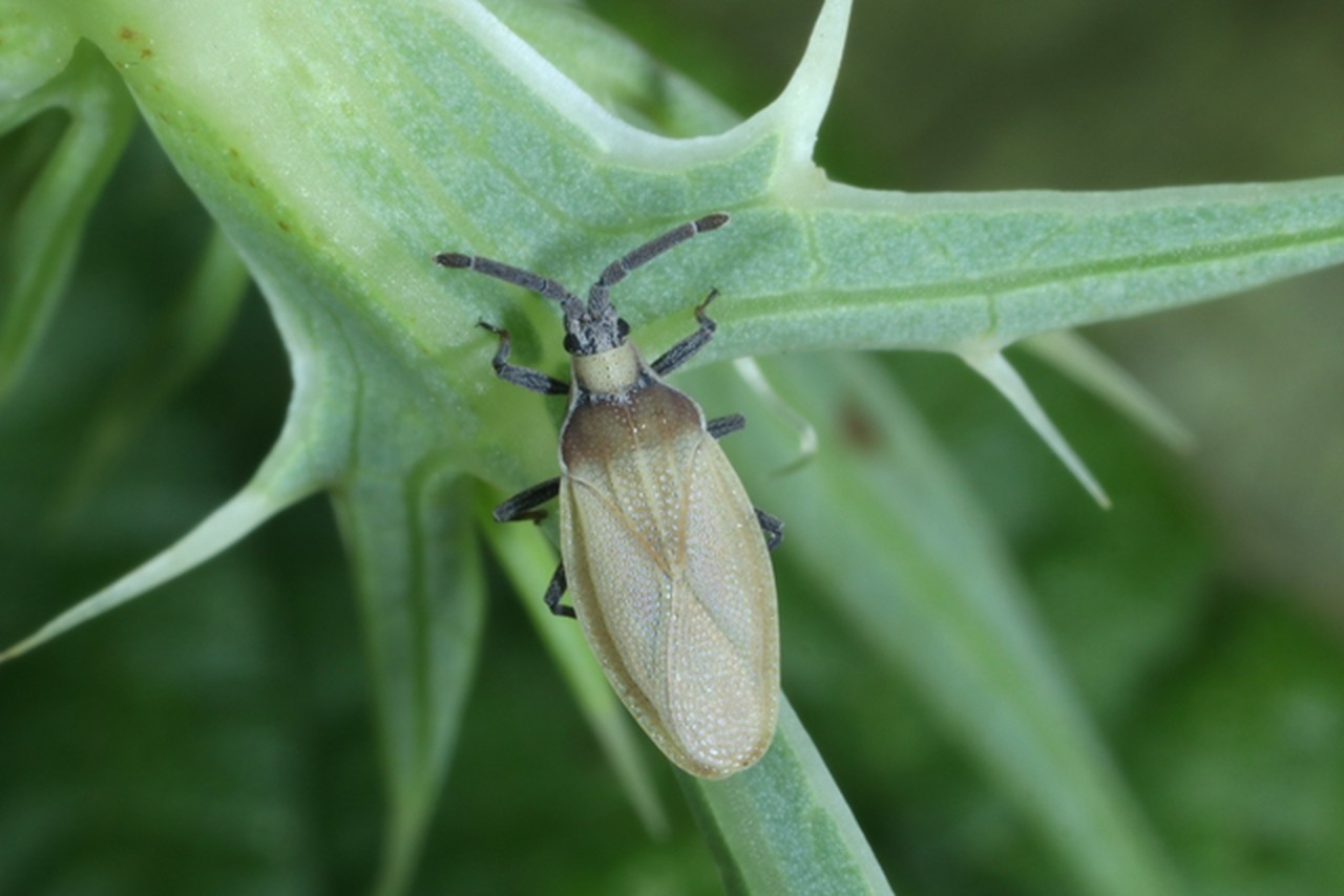 Catoplatus carthusianus (Goeze, 1778) - Tigre des Panicauts