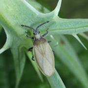 Catoplatus carthusianus (Goeze, 1778) - Tigre des Panicauts