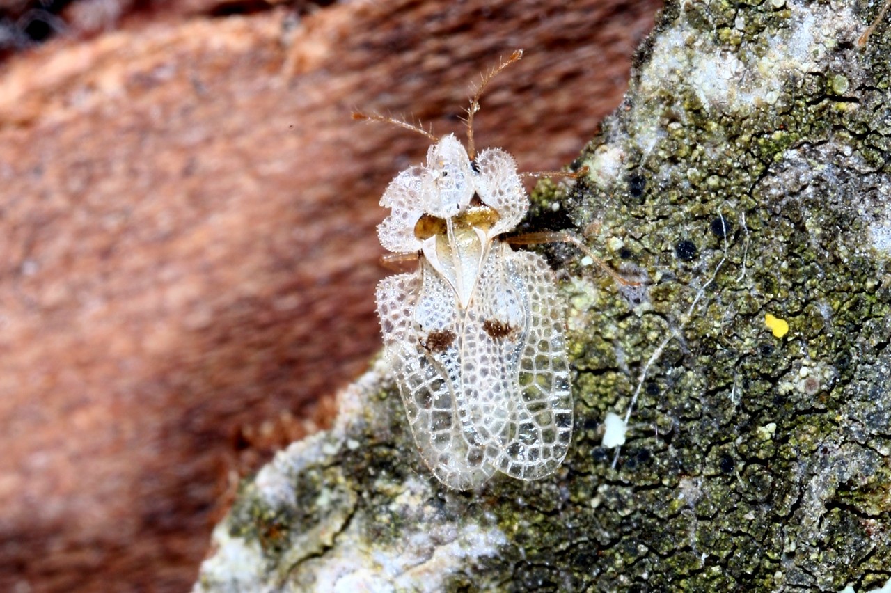 Corythucha ciliata (Say, 1832) - Tigre du Platane