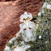 Corythucha ciliata (Say, 1832) - Tigre du Platane