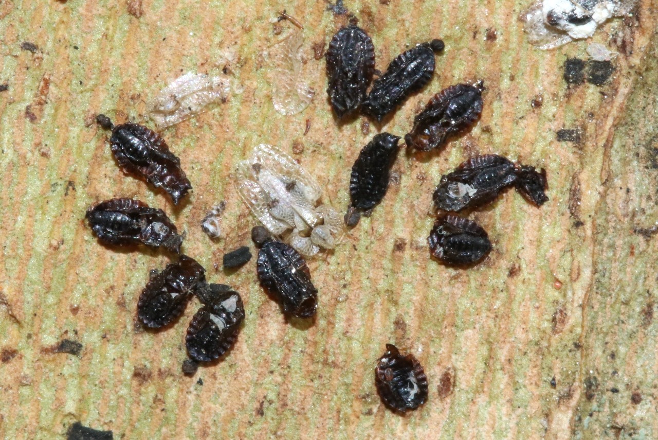 Corythucha ciliata (Say, 1832) - Tigre du Platane (exuvies)