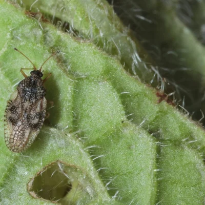 Dictyla humuli (Fabricius, 1794) - Tigre de la Consoude