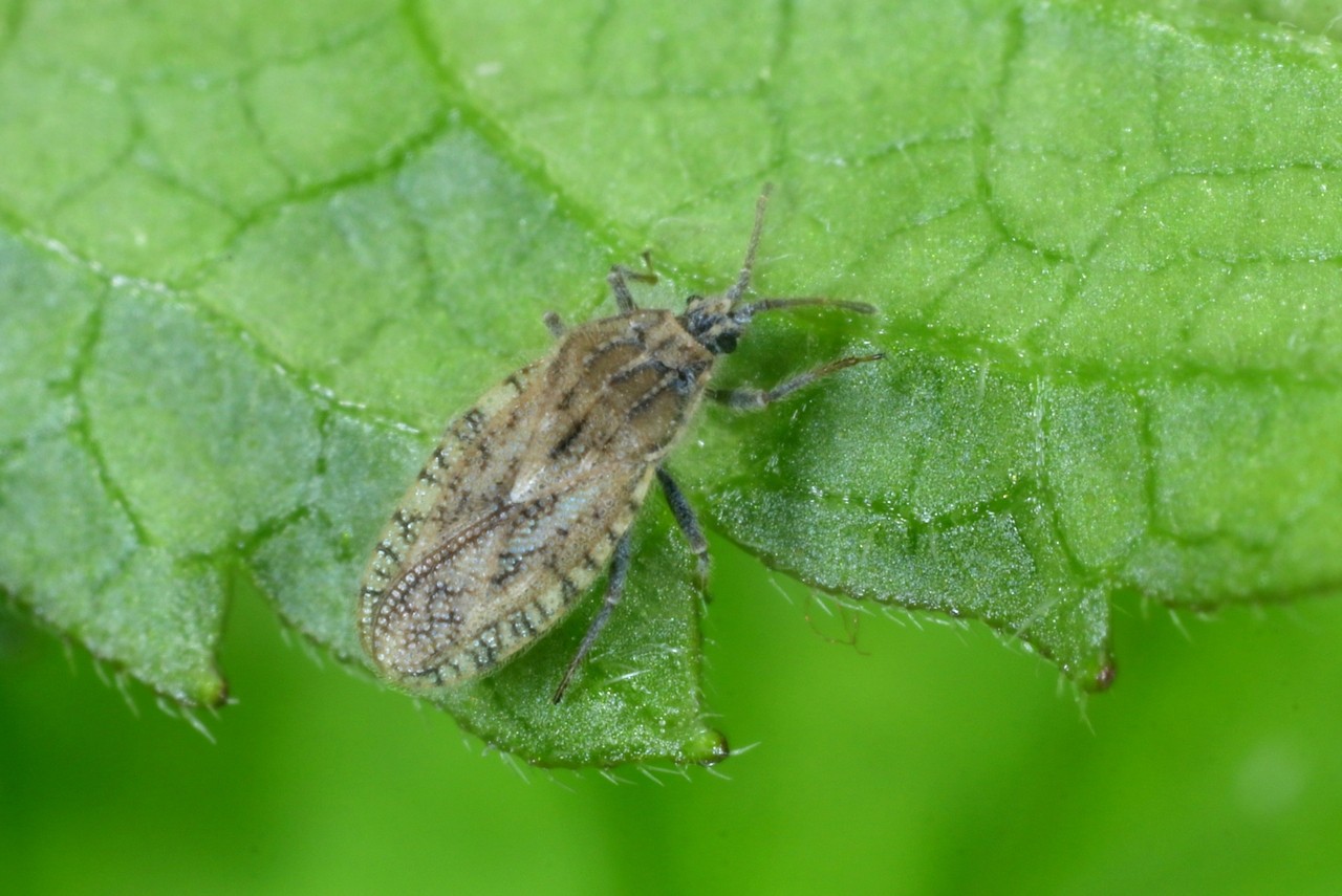 Tingis pilosa Hummel, 1825 - Tigre des Galéopsis