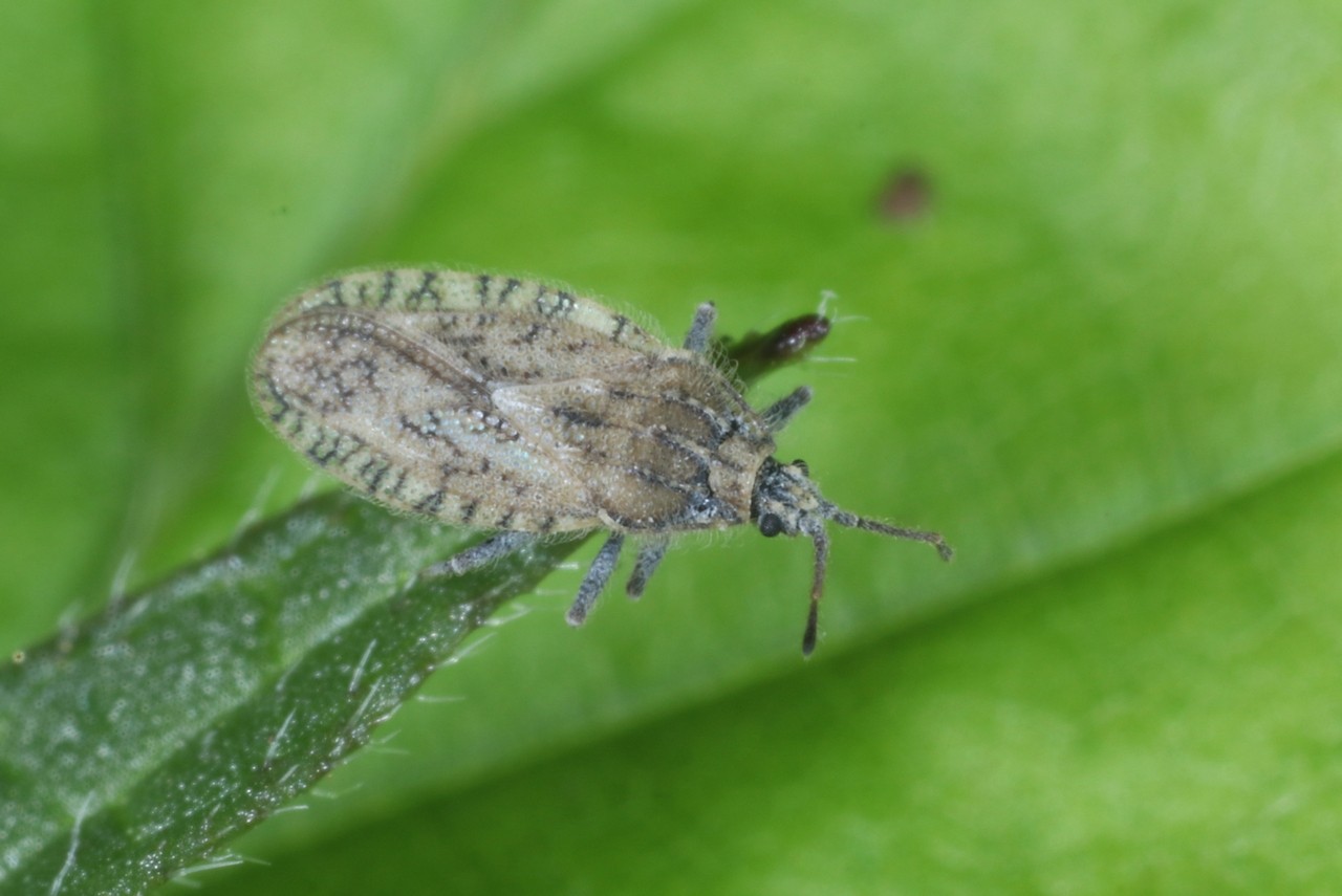 Tingis pilosa Hummel, 1825 - Tigre des Galéopsis