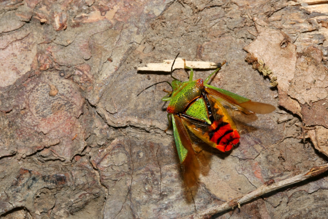 Acanthosoma haemorrhoidale (Linnaeus, 1758) - Punaise de l'Aubépine