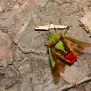 Acanthosoma haemorrhoidale (Linnaeus, 1758) - Punaise de l'Aubépine