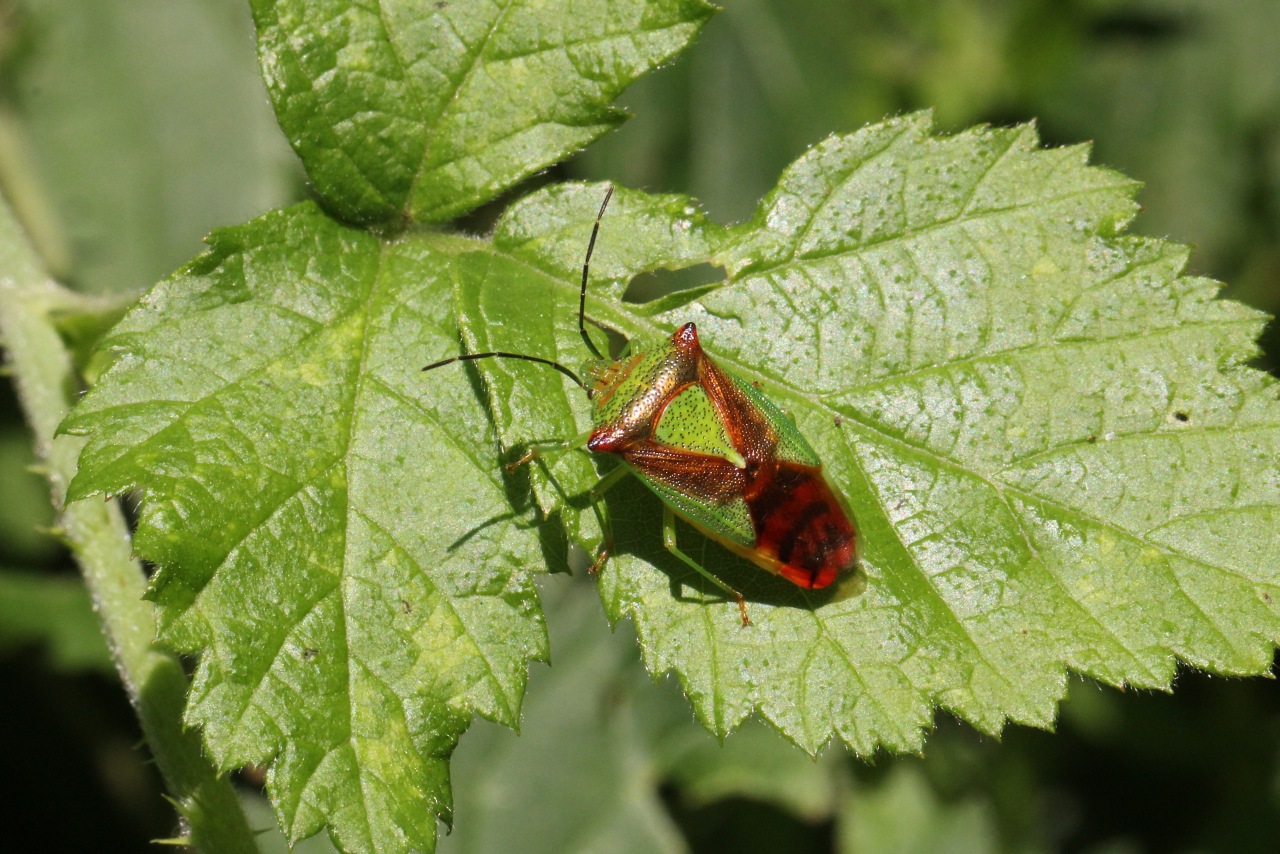 Acanthosoma haemorrhoidale (Linnaeus, 1758) - Punaise de l'Aubépine