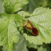 Acanthosoma haemorrhoidale (Linnaeus, 1758) - Punaise de l'Aubépine