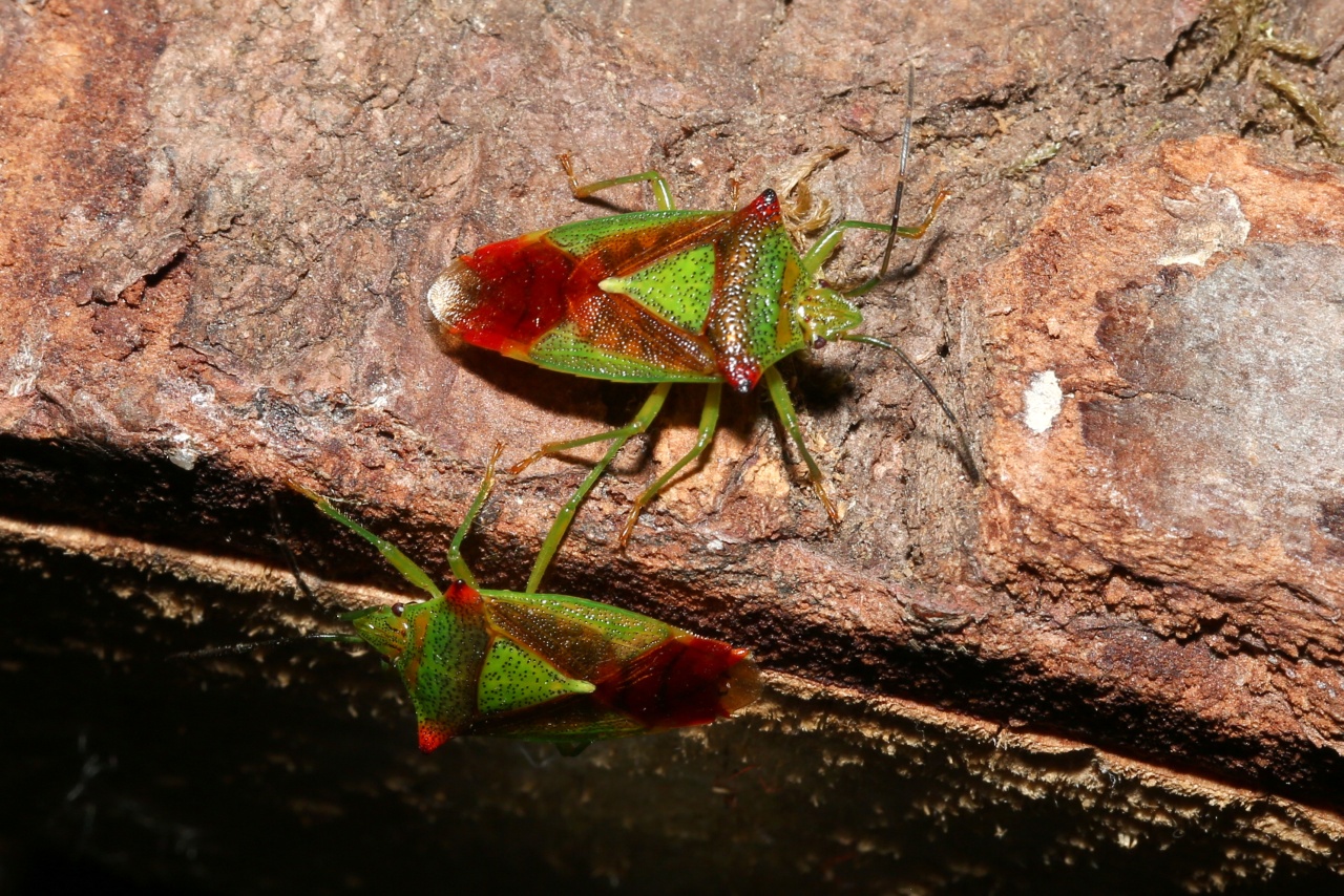 Acanthosoma haemorrhoidale (Linnaeus, 1758) - Punaise de l'Aubépine