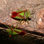 Acanthosoma haemorrhoidale (Linnaeus, 1758) - Punaise de l'Aubépine