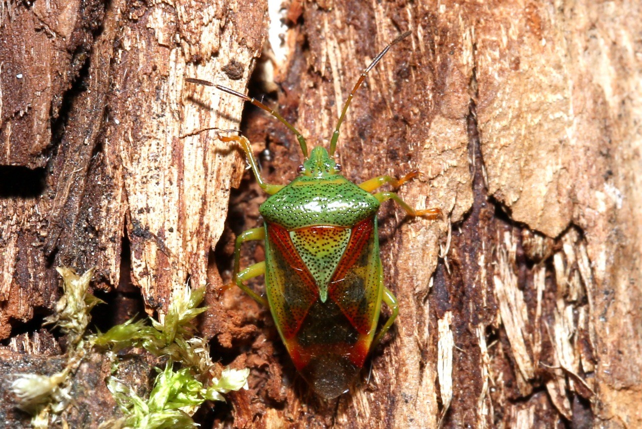 Elasmostethus interstinctus (Linnaeus, 1758) - Acanthosome des feuillus (mâle) 