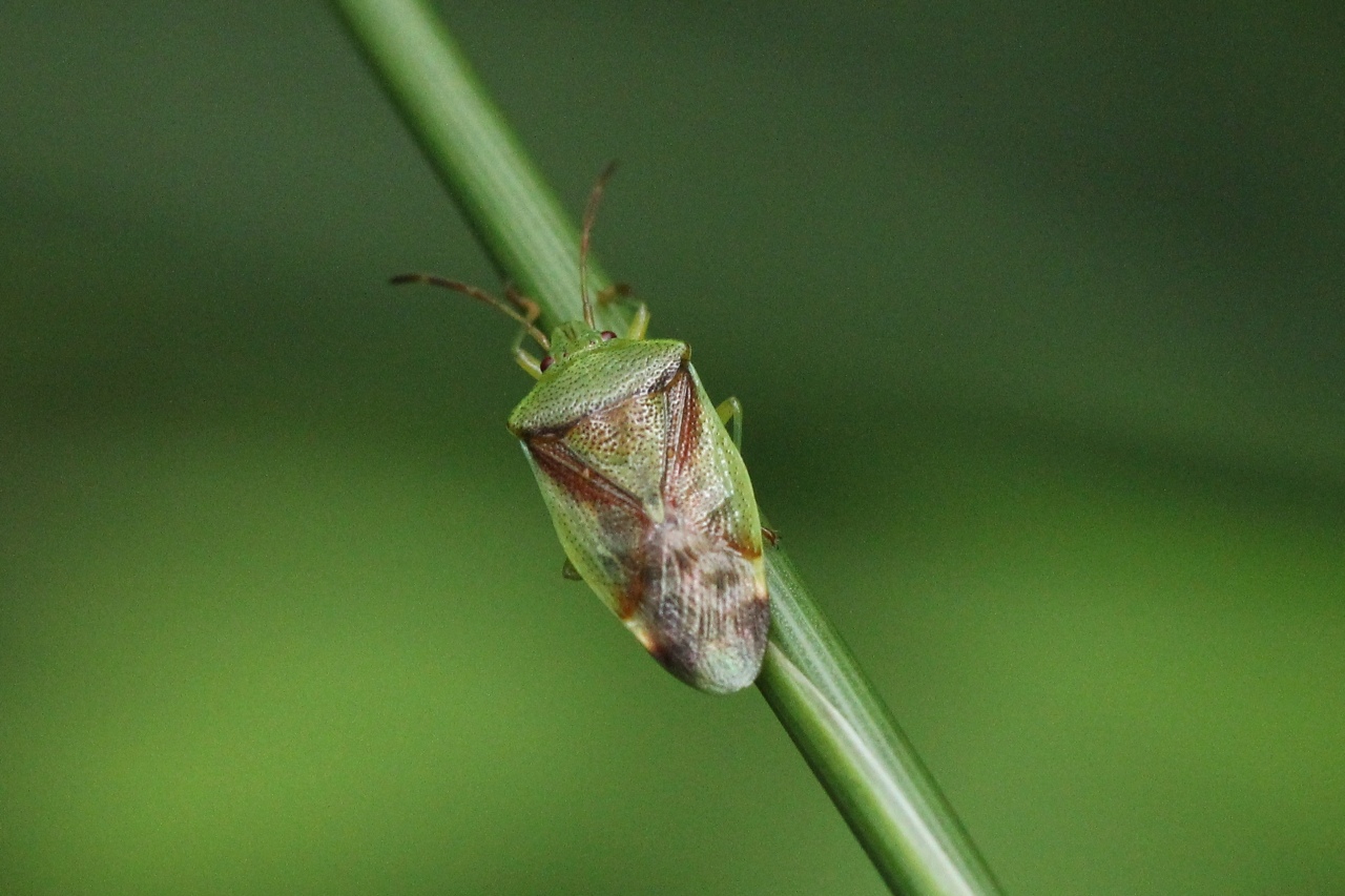 Elasmostethus sp 