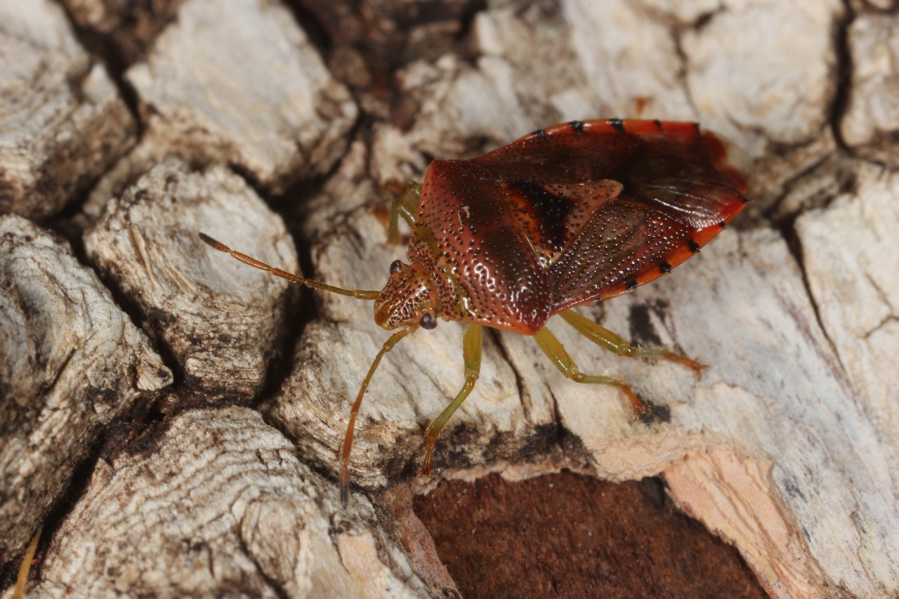 Elasmucha grisea (Linnaeus, 1758) - Punaise du Bouleau 