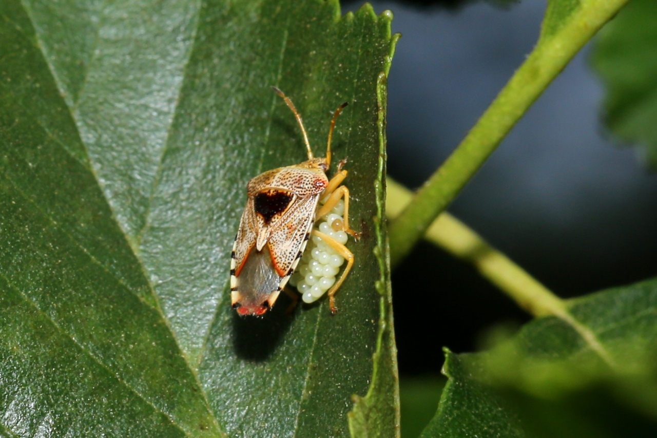 Elasmucha grisea (Linnaeus, 1758) - Punaise du Bouleau (femelle et sa ponte)