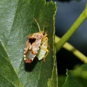 Elasmucha grisea (Linnaeus, 1758) - Punaise du Bouleau (femelle et sa ponte)