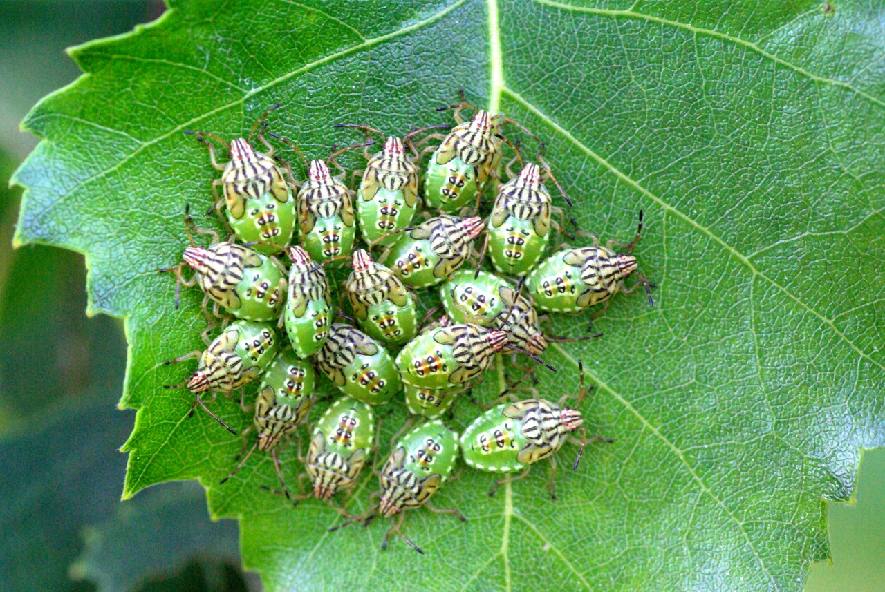 Elasmucha grisea (Linnaeus, 1758) - Punaise du Bouleau (larves)