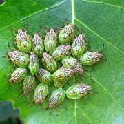 Elasmucha grisea (Linnaeus, 1758) - Punaise du Bouleau (larves)