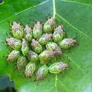 Elasmucha grisea (Linnaeus, 1758) - Punaise du Bouleau (larves)