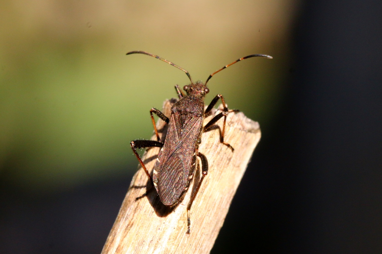 Alydus calcaratus (Linnaeus, 1758) - Alydide-fourmi