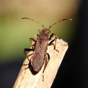 Alydus calcaratus (Linnaeus, 1758) - Alydide-fourmi