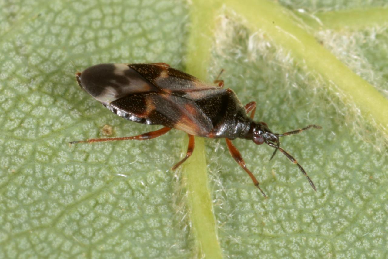 Anthocoris nemoralis (Fabricius, 1794) - Punaise des fleurs, des Peupliers