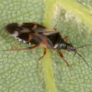 Anthocoris nemoralis (Fabricius, 1794) - Punaise des fleurs, des Peupliers