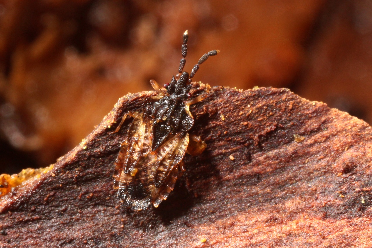 Aradus depressus (Fabricius, 1794)