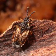 Aradus depressus (Fabricius, 1794)