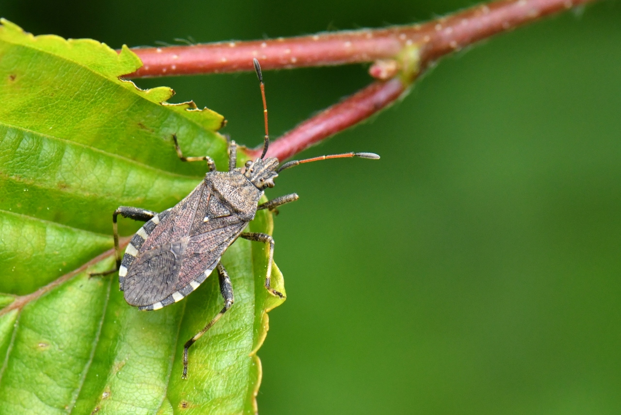 Ceraleptus gracilicornis (Herrich-Schäffer, 1835)