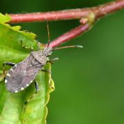 Ceraleptus gracilicornis (Herrich-Schäffer, 1835)