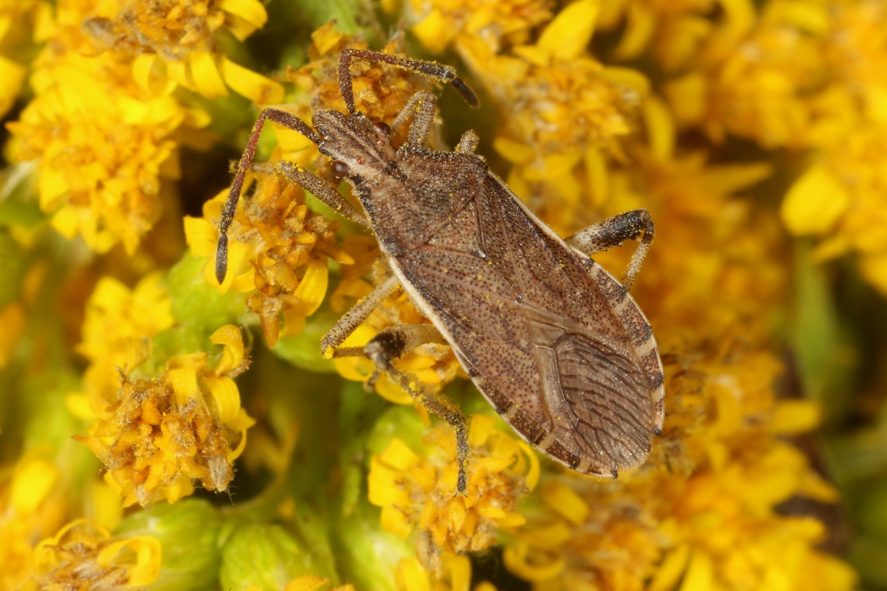 Ceraleptus lividus Stein, 1858