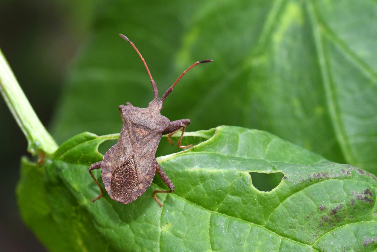 Coreus marginatus (Linnaeus, 1758) - Corée marginée