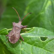 Coreus marginatus (Linnaeus, 1758) - Corée marginée